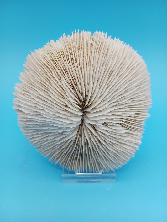 Vintage Mushroom Coral – Fungia Fungites – 3.7"