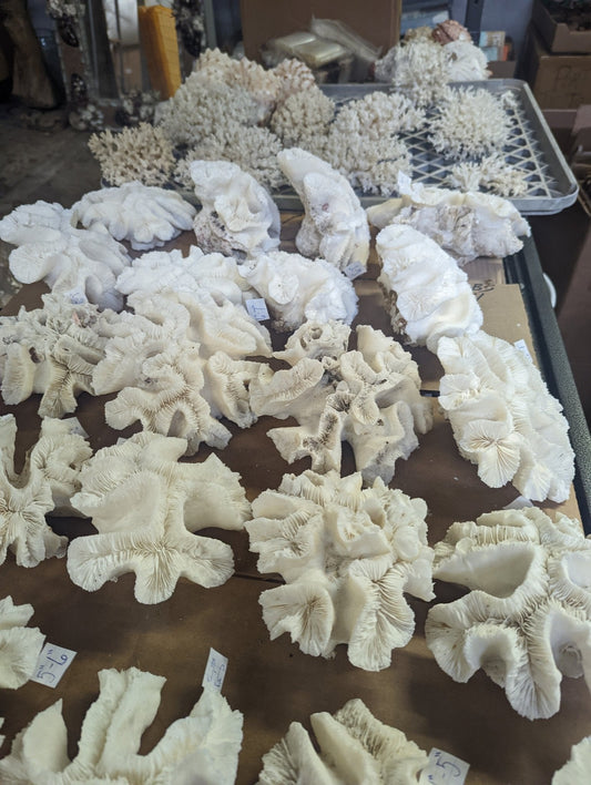 Vintage Open Brain Coral Specimen - Coastal Decorative Accent (Trachyphyllia geoffroyi)