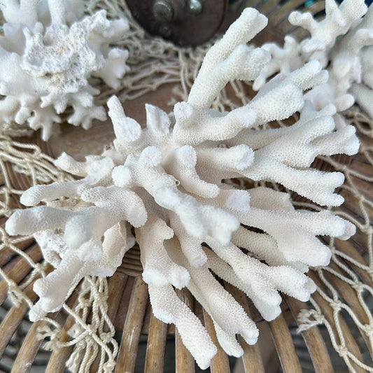 Vintage Pacific Elkhorn Coral Specimen - Coastal Home Decor (Stylophora pistillata)