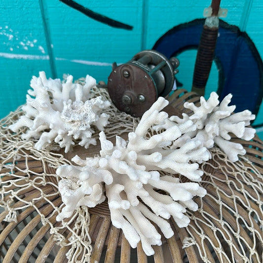 Vintage Pacific Elkhorn Coral Specimen - Coastal Home Decor (Stylophora pistillata)