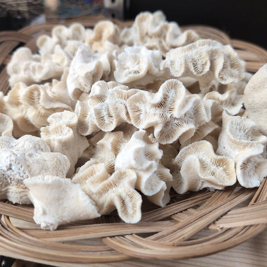 Vintage Rose Coral Specimen - Coastal Home Decor (Manicina areolata)