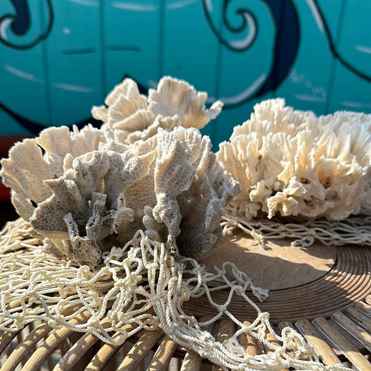Vintage Rugosa Coral Specimen - Coastal Home Decor (Pachyseris rugosa)