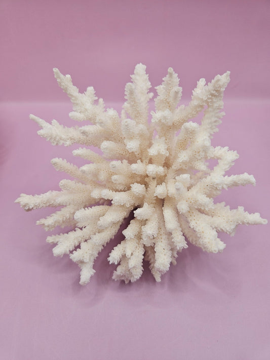 Vintage Table Coral Specimen - Coastal Home Decor (Acropora latistella)