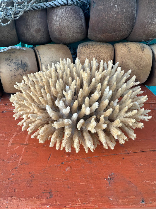 Vintage Natural Table Coral - Acropora latistella, Exact Coral 8x7x3.5"
