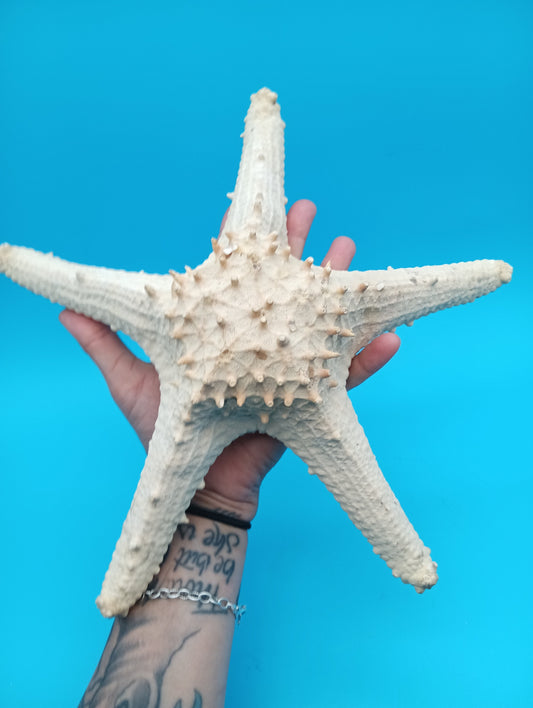 Vintage Thorny Tan Starfish Specimen 11" - Natural Marine Coastal Decor