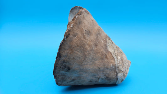 Vintage Cup Coral (Turbinaria reniformis) – 5.9