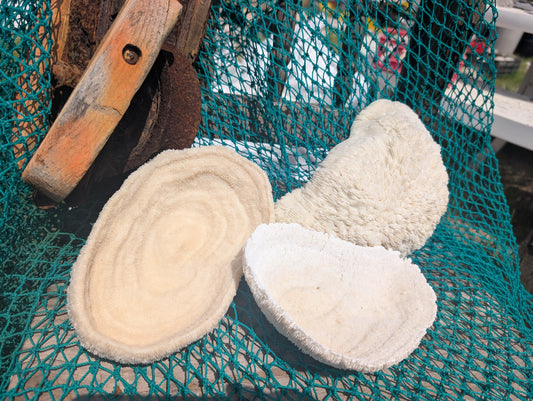 Vintage White Bowl Coral Specimen - Coastal Home Decor (Halomitra pileus)