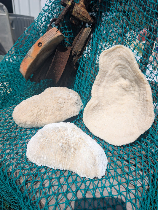 Vintage White Bowl Coral Specimen - Coastal Home Decor (Halomitra pileus)