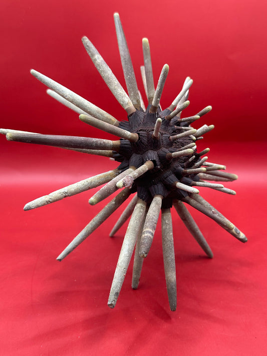Club Urchin with Spines – Phyllacanthus parvispinus, 9"