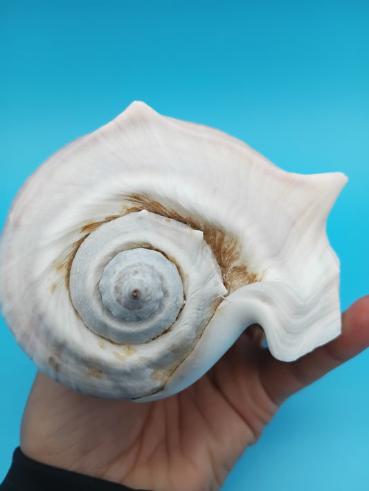 West Indian Crown Conch Specimen with Operculum & Documentation – Melongena melongena – 5"