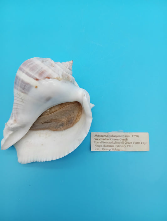 West Indian Crown Conch Specimen with Operculum & Documentation – Melongena melongena – 5"