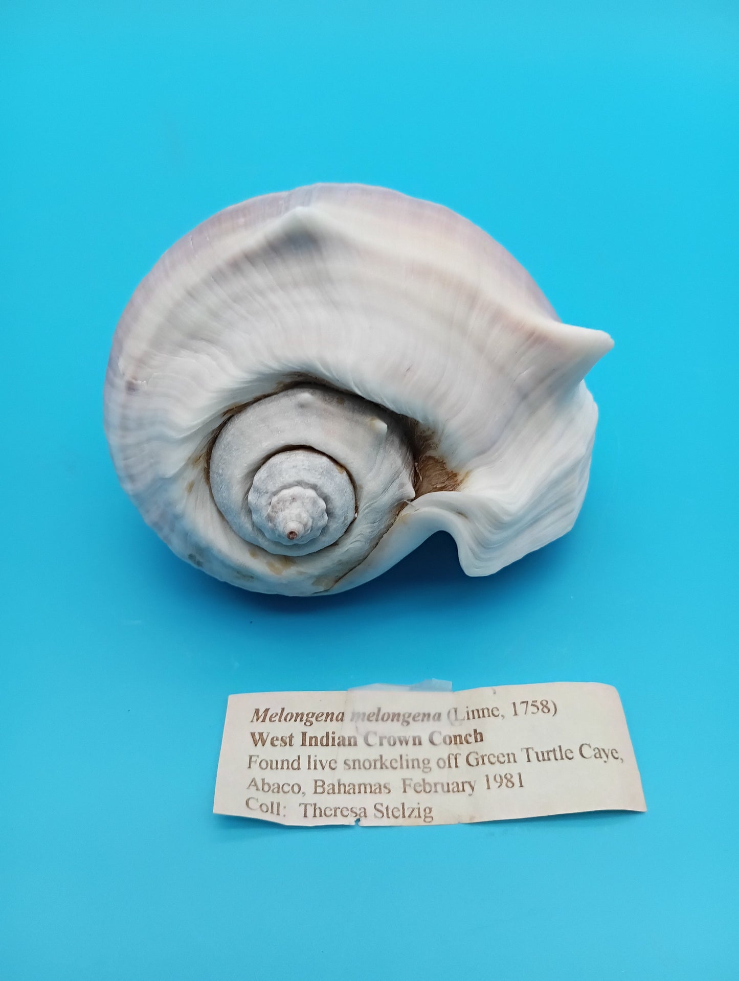 West Indian Crown Conch Specimen with Operculum & Documentation – Melongena melongena – 5"