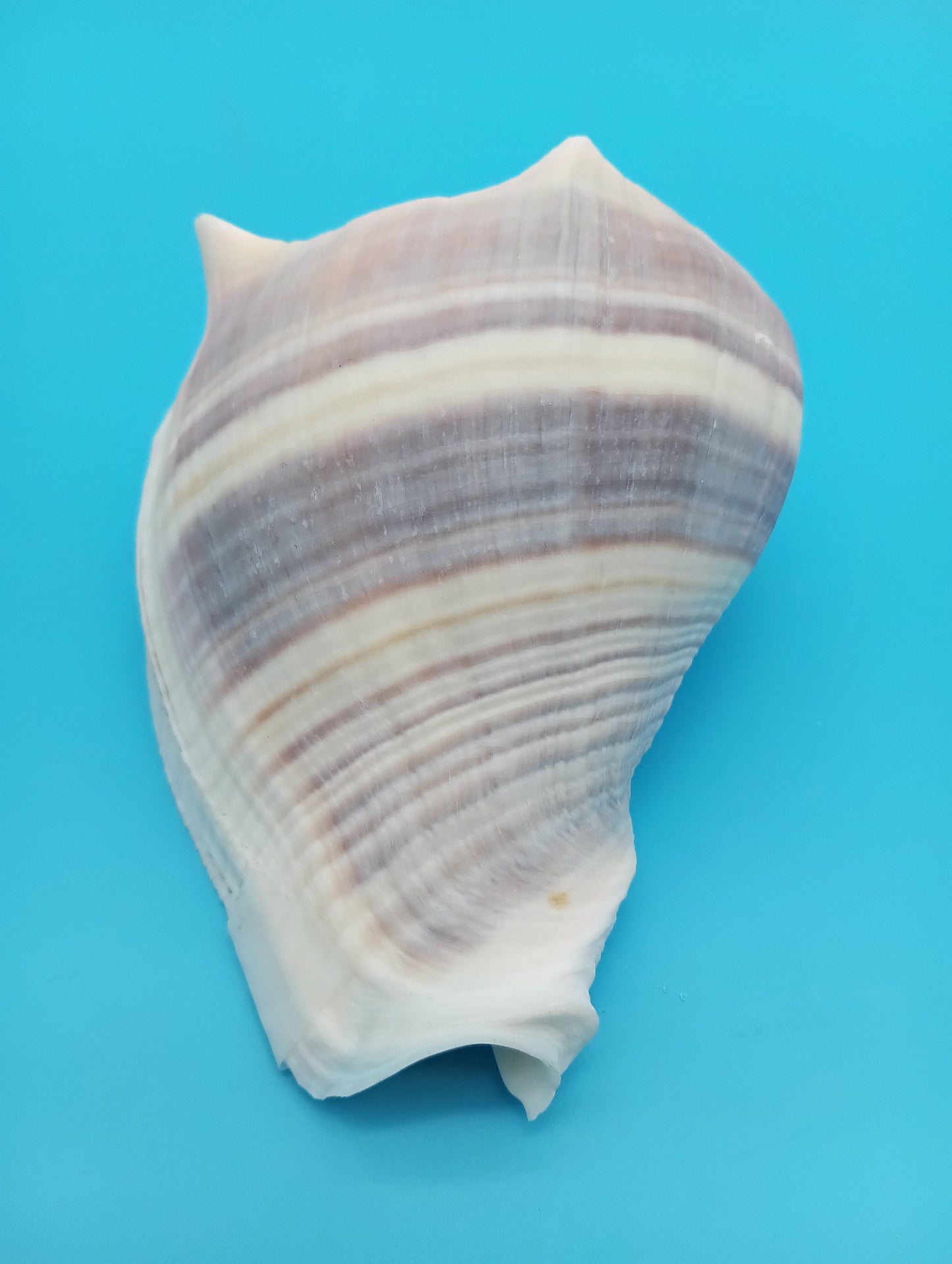 West Indian Crown Conch Specimen with Operculum & Documentation – Melongena melongena – 5"