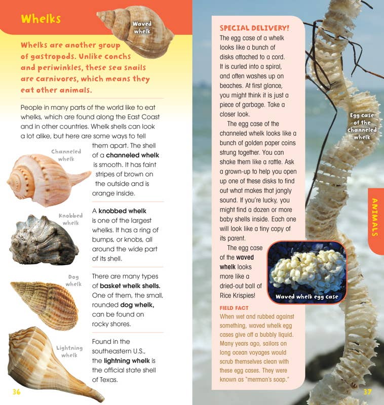 A Walk on the Beach – Boxed Kit
