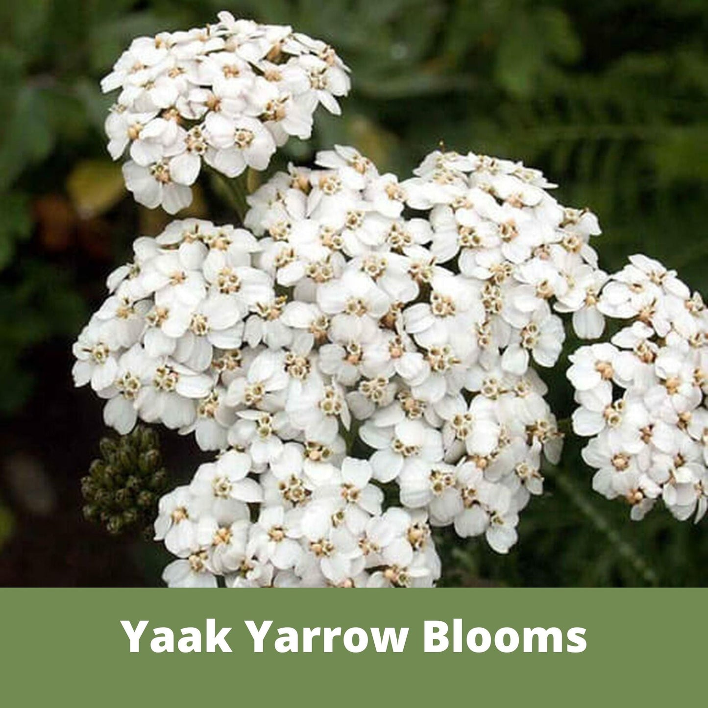 Yaak Yarrow 'Turf-Type' Seed