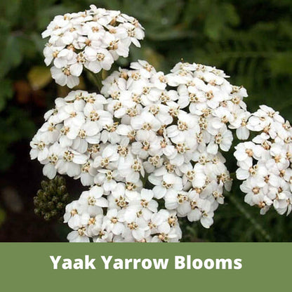 Yaak Yarrow 'Turf-Type' Seed