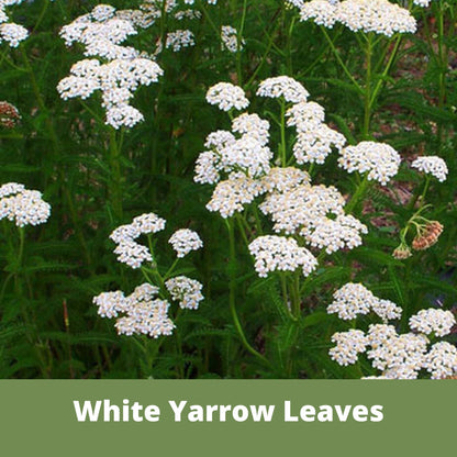 White Yarrow Eco-Friendly Seeding Kit