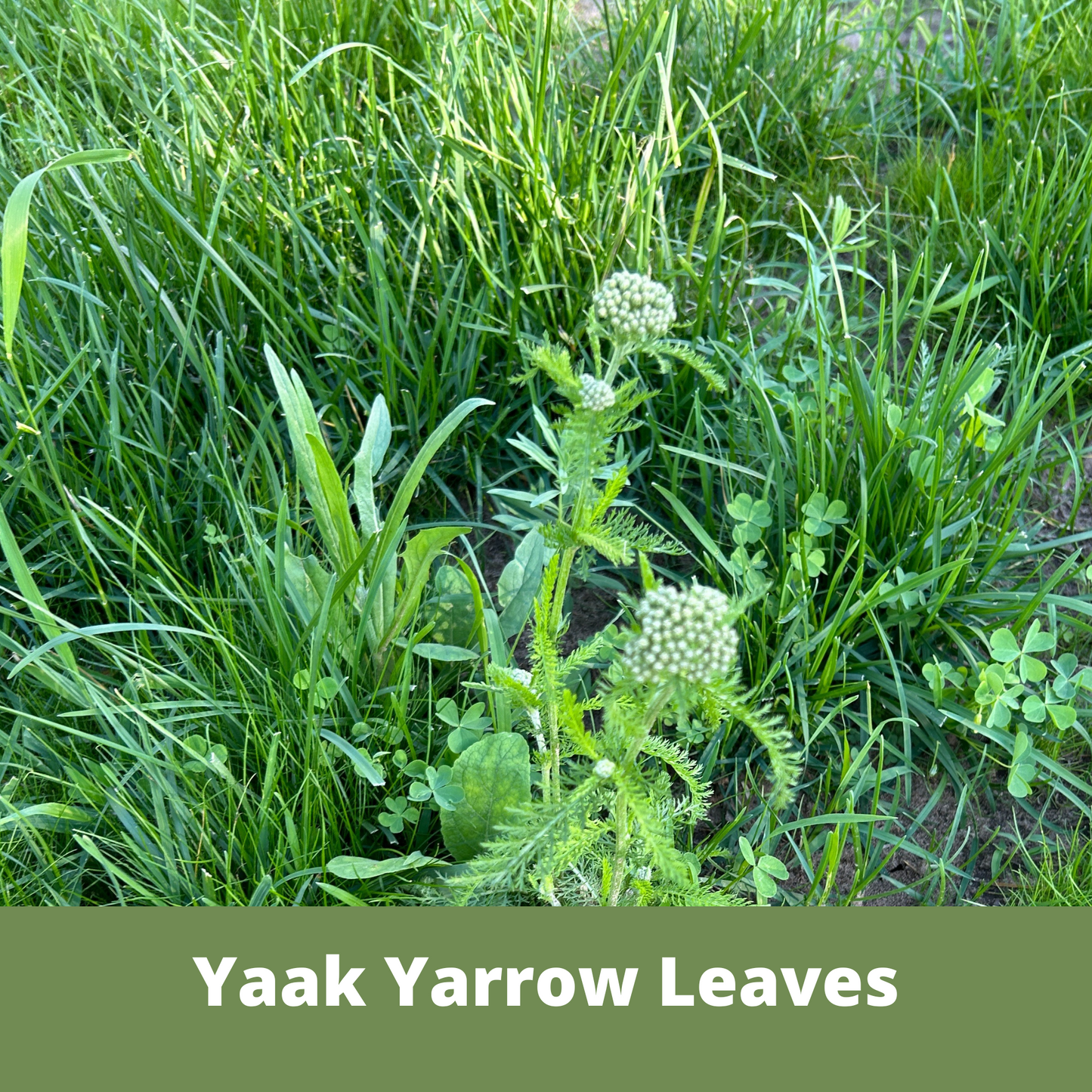 Yaak Yarrow 'Turf-Type' Seed