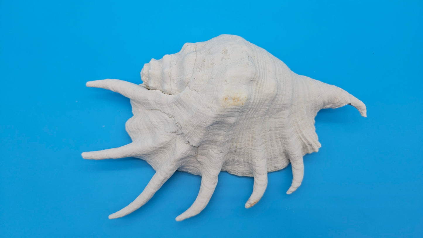 White Lambis Truncata Shell (Lambis truncata) – 11"