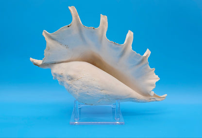 White Lambis Truncata Shell (Lambis truncata) – 12"
