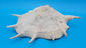 White Lambis Truncata Shell (Lambis truncata) – 11"