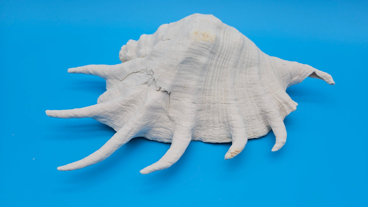 White Lambis Truncata Shell (Lambis truncata) – 11"