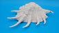 White Lambis Truncata Shell (Lambis truncata) – 11"