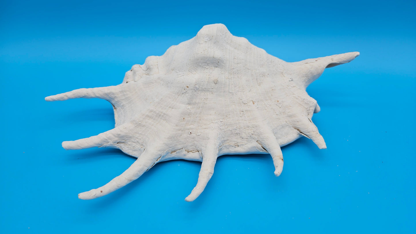 White Lambis Truncata Shell (Lambis truncata) – 11.75"