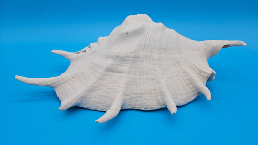 White Lambis Truncata Shell (Lambis truncata) – 11"