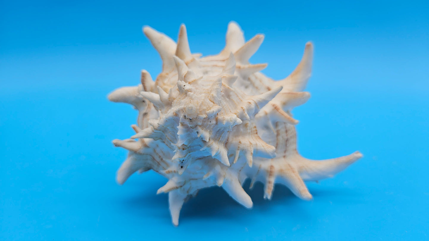 Giant Eastern Murex Hexaplex fulvescens – 4.5"