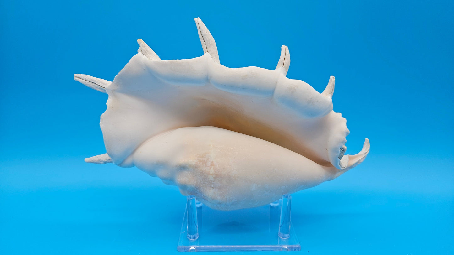 White Lambis Truncata Shell (Lambis truncata) – 11"