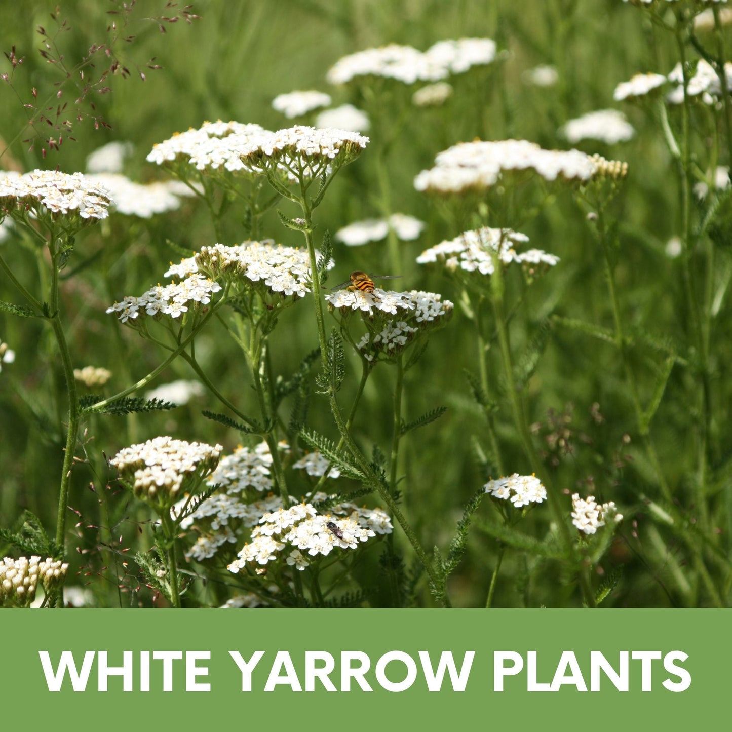 White Yarrow Seed Pouch