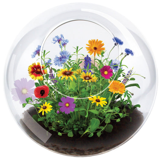 Wildflower Blooms Glass Terrarium Seed Starting Kit