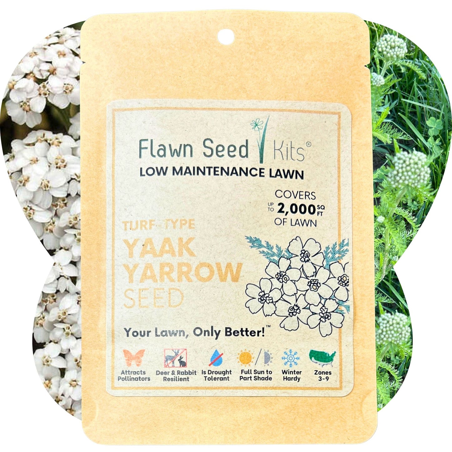 Yaak Yarrow 'Turf-Type' Seed