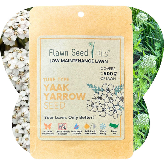 Yaak Yarrow 'Turf-Type' Seed