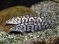 Pakistani Loach Yoyo Loach (Botia almorhae)