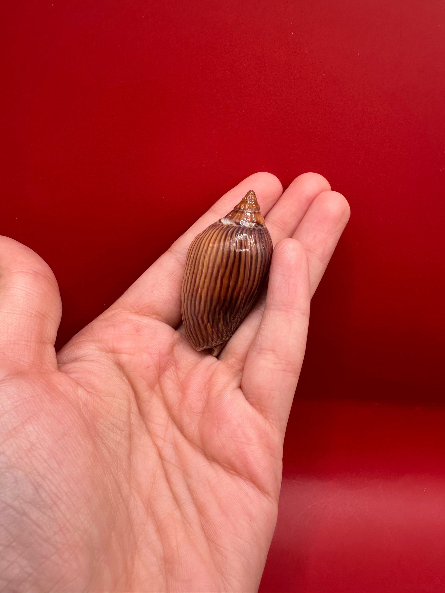 Amoria zebra Black Variety Volute 1.9" Display Shell with Documentation