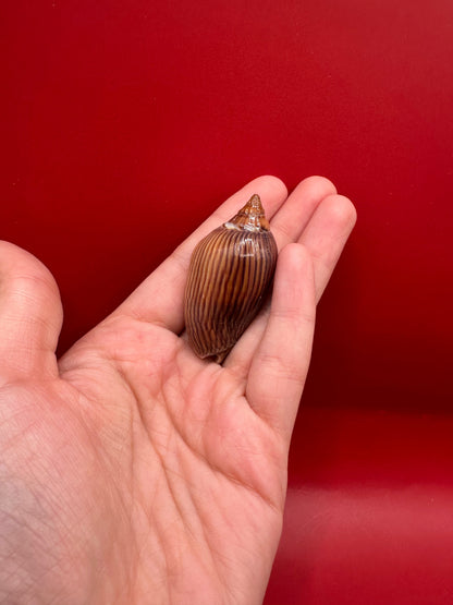 Amoria zebra Black Variety Volute 1.9" Display Shell with Documentation