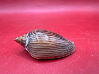 Amoria zebra Black Variety Volute 1.9" Display Shell with Documentation