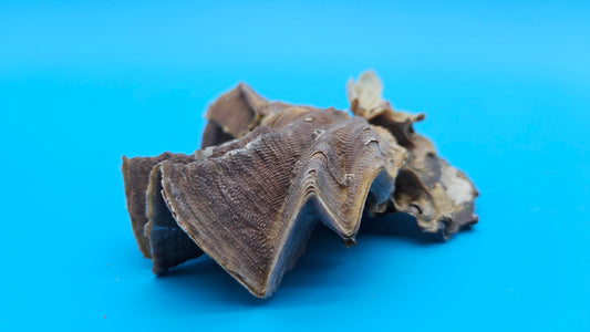 Double Cockscomb (Zigzag) Oyster – Lopha cristagalli 4"