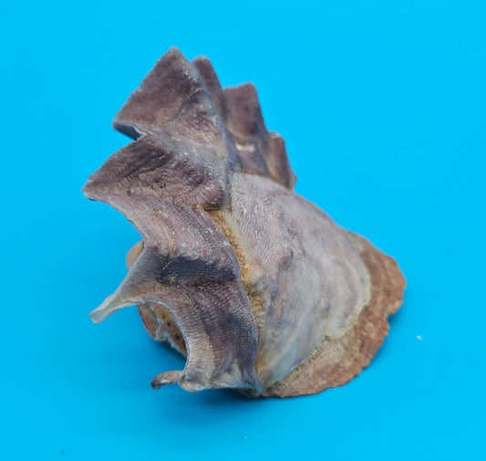 Small Cockscomb (Zigzag) Oyster – Lopha cristagalli