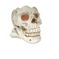 Lighted Smoking Skull