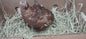 Red Range Coturnix Quail Hatching Eggs