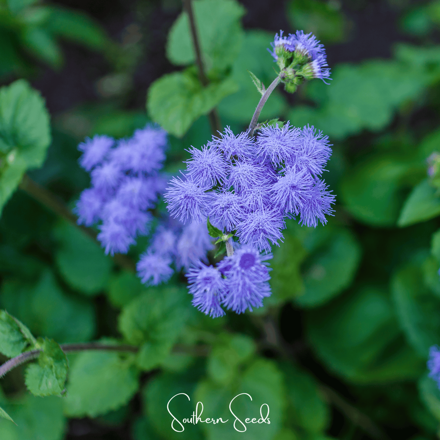 Blue Mink Dwarf Ageratum – 100 Seeds