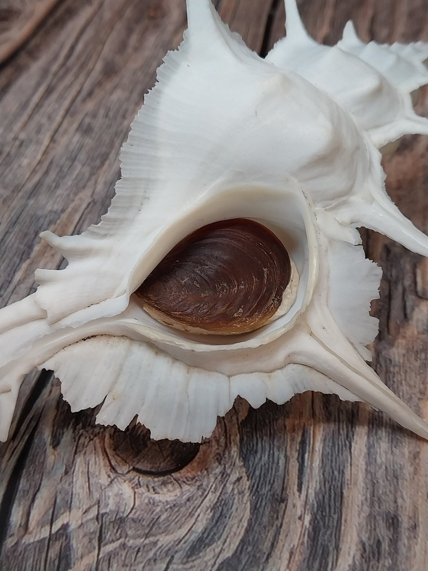 Alabaster Murex Shell with Operculum 5.5" | White Spiked Coastal Display Shell
