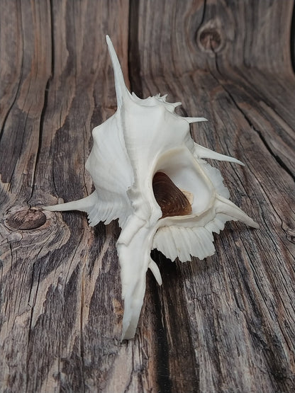 Alabaster Murex Shell with Operculum 5.5" | White Spiked Coastal Display Shell
