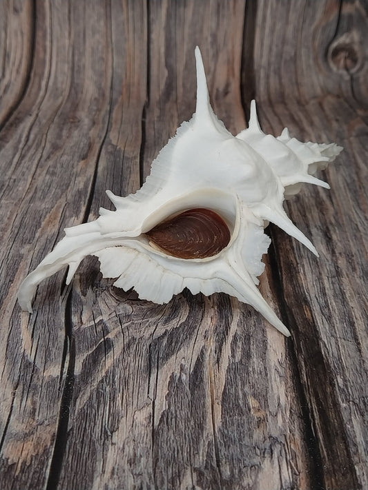 Alabaster Murex Shell with Operculum 5.5" | White Spiked Coastal Display Shell