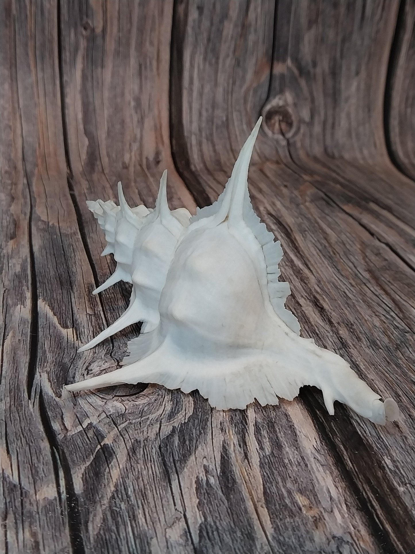 Alabaster Murex Shell with Operculum 5.5" | White Spiked Coastal Display Shell