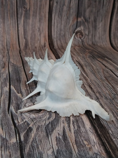 Alabaster Murex Shell with Operculum 5.5" | White Spiked Coastal Display Shell