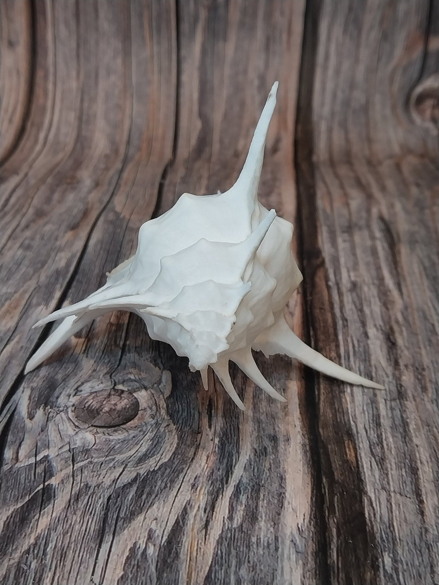 Alabaster Murex Shell with Operculum 5.5" | White Spiked Coastal Display Shell